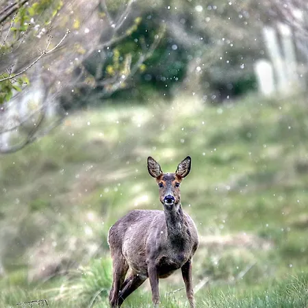 Bridge House Farm * Weeton (West Yorkshire)