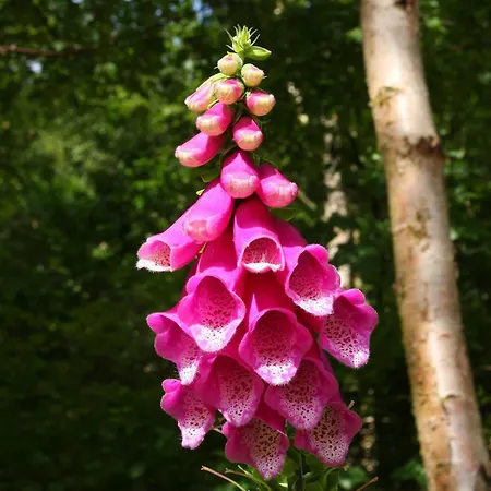 Bridge House Farm Σπίτι διακοπών