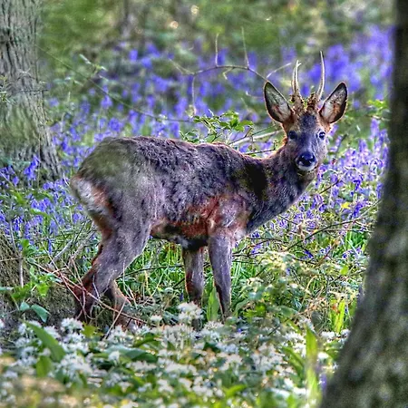 Bridge House Farm Σπίτι διακοπών Weeton (West Yorkshire)